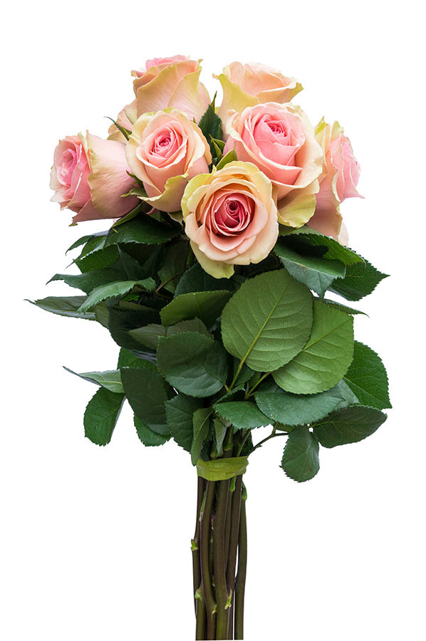 Faith Lavender Antique Rose