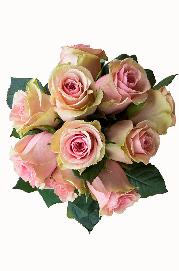 Faith Lavender Antique Rose