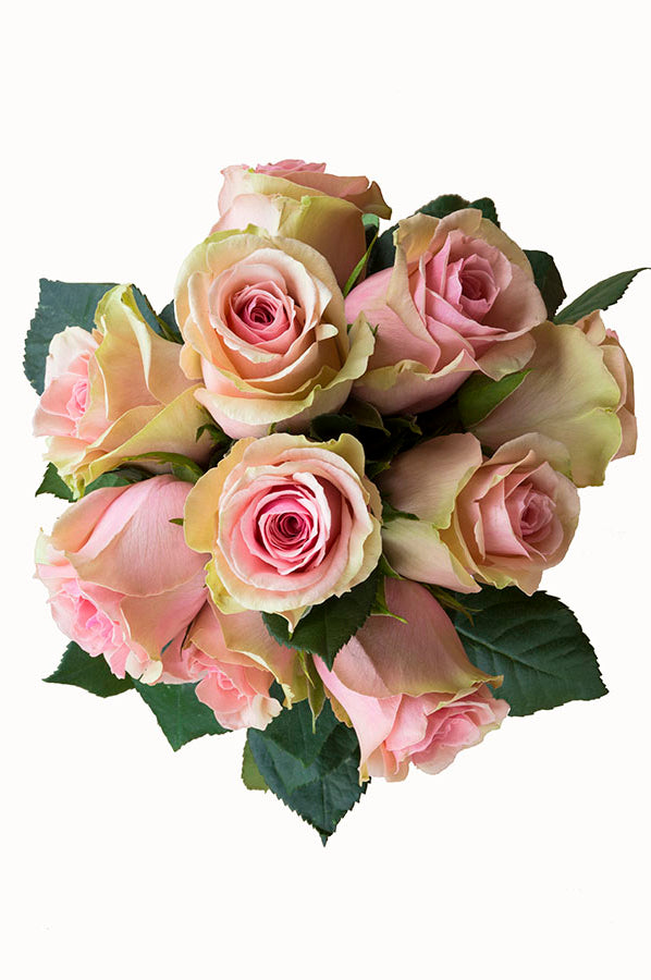 Faith Lavender Antique Rose