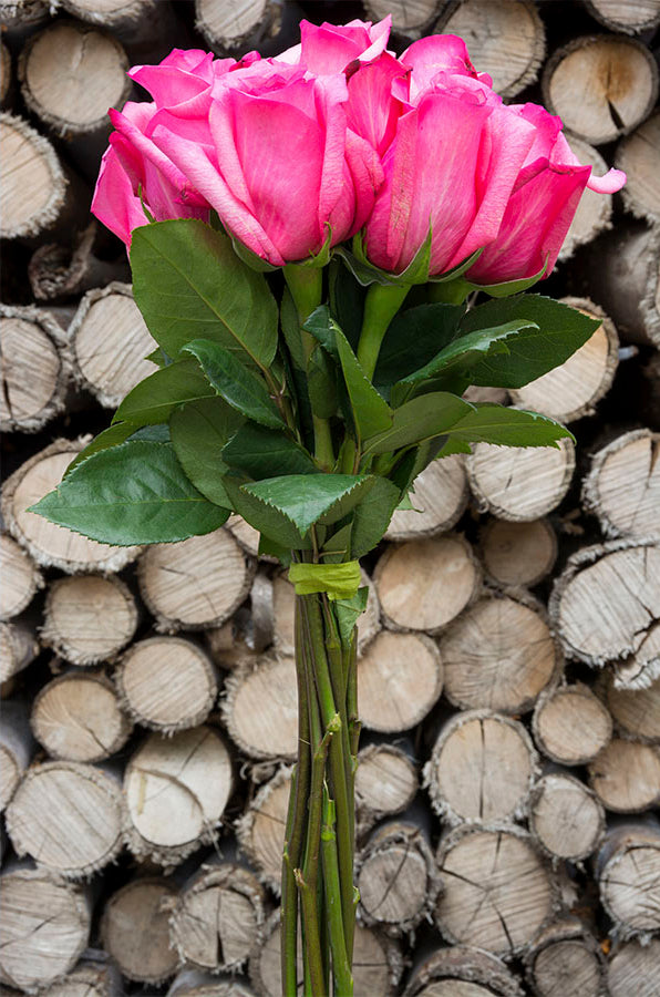 Shocking Versillia Rose