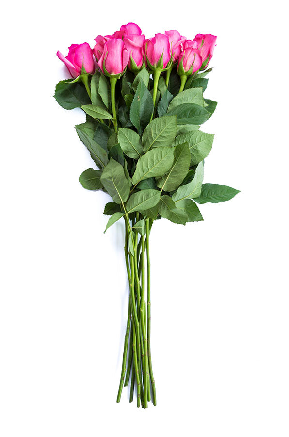 Shocking Versillia Rose