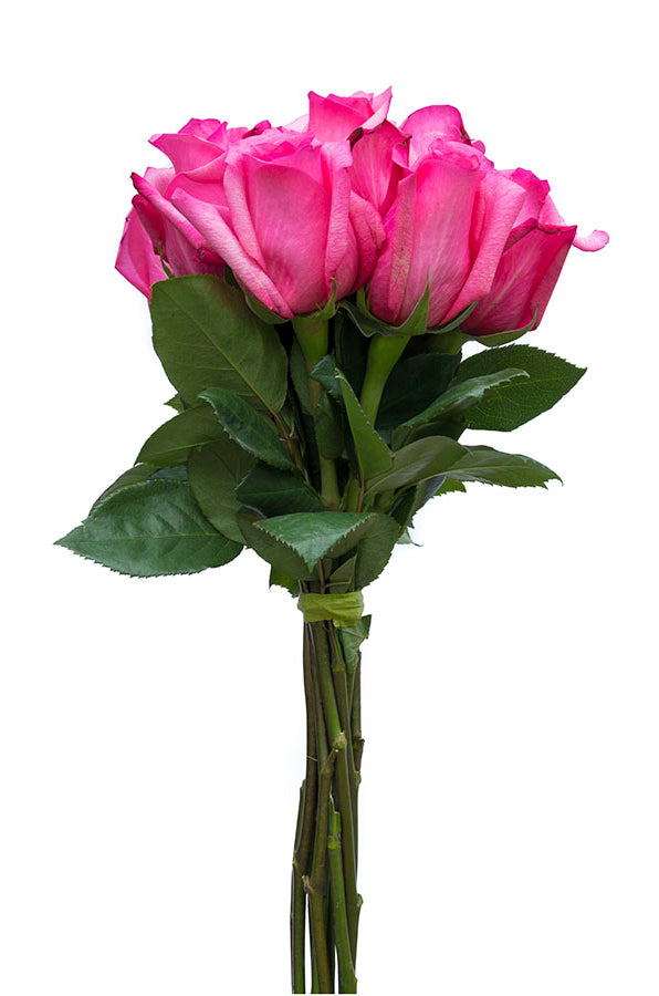 Shocking Versillia Rose