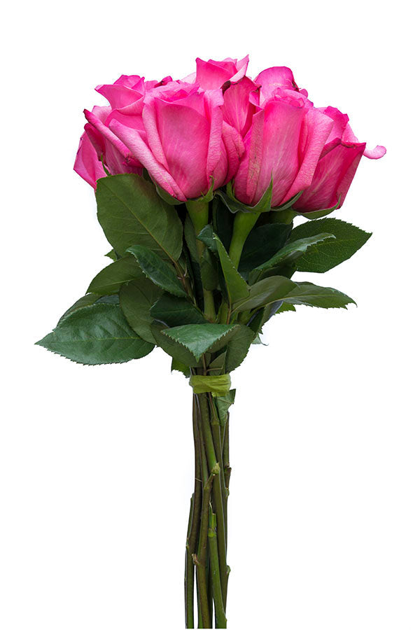 Shocking Versillia Rose | Hot Pink Rose | Bulk Pink Roses