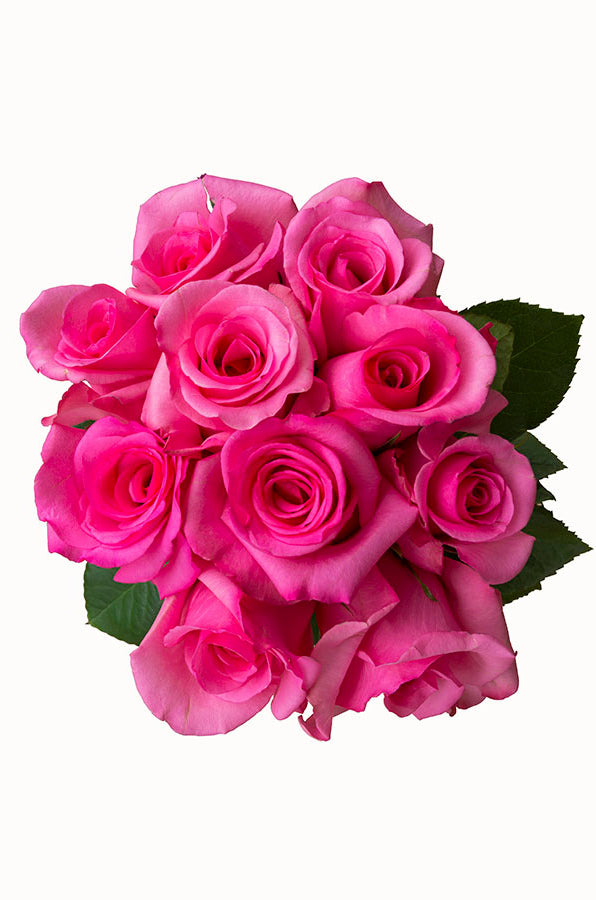 Shocking Versillia Rose