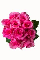 Shocking Versillia Rose