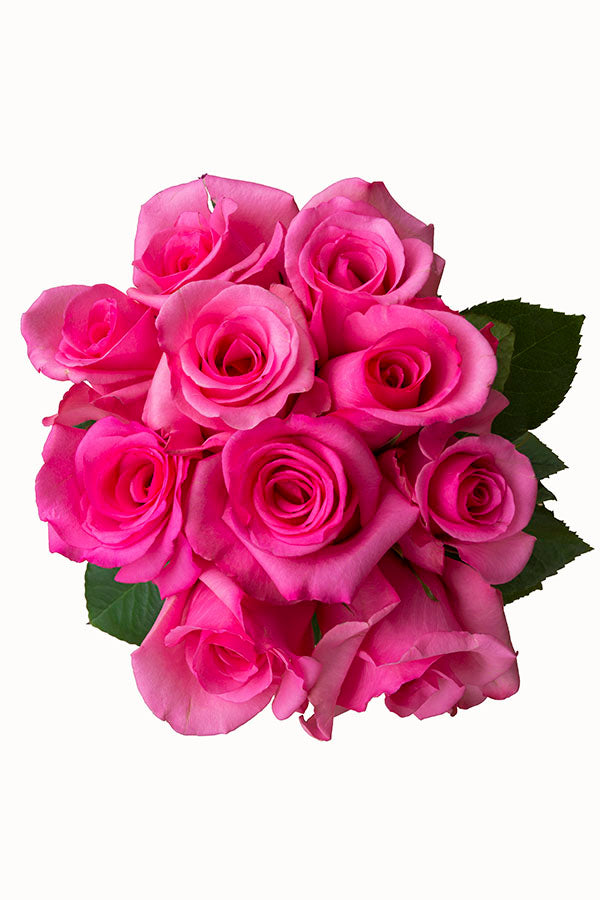 Shocking Versillia Rose