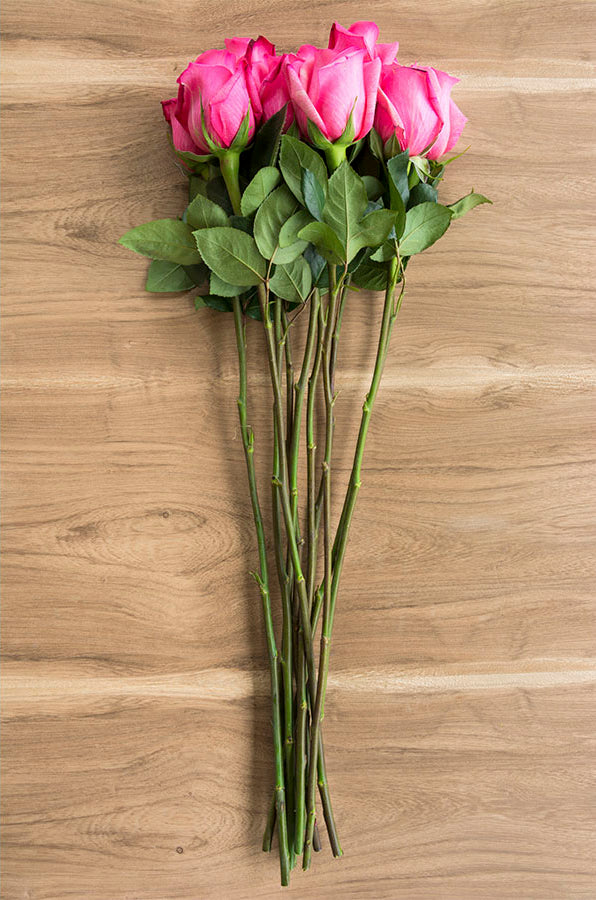 Shocking Versillia Rose