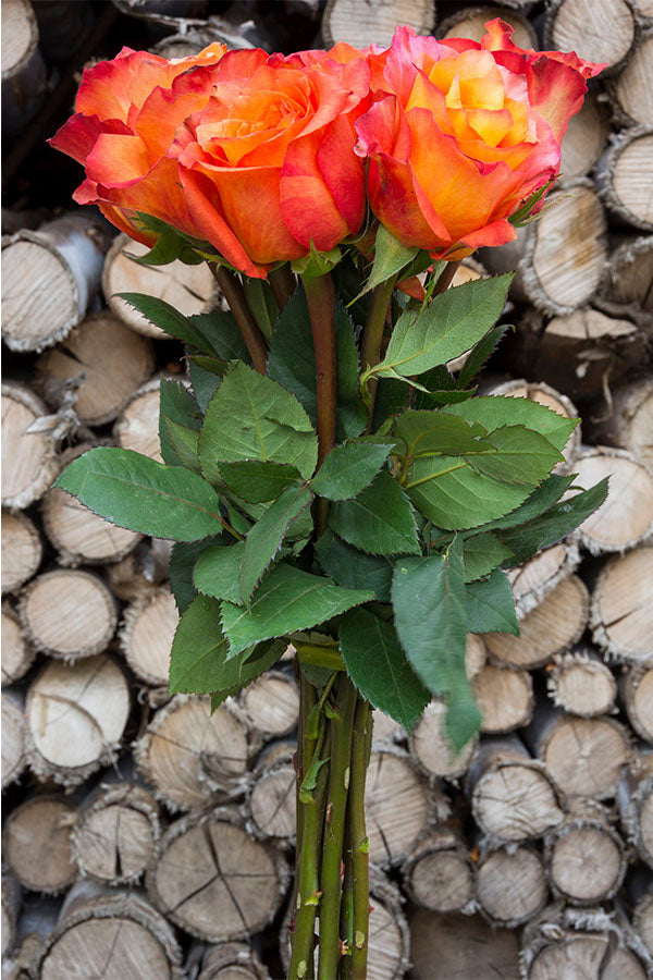 Free Spirit Orange Garden Rose