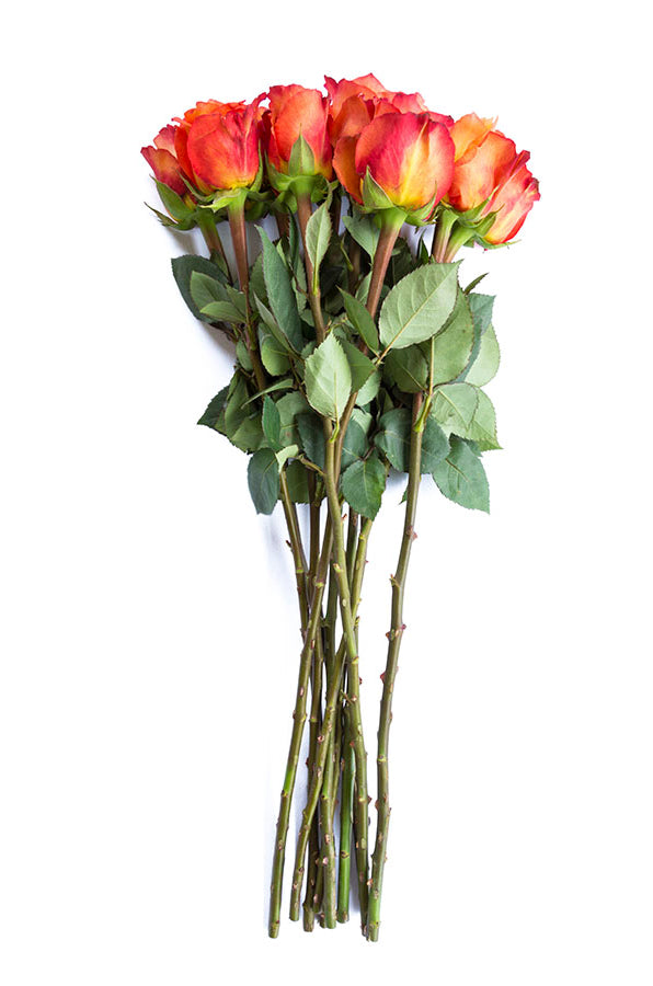 Free Spirit Orange Garden Rose