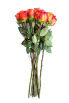 Free Spirit Orange Garden Rose