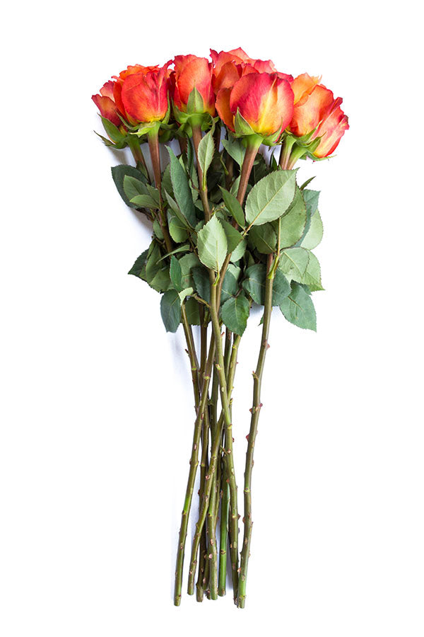 Free Spirit Orange Garden Rose