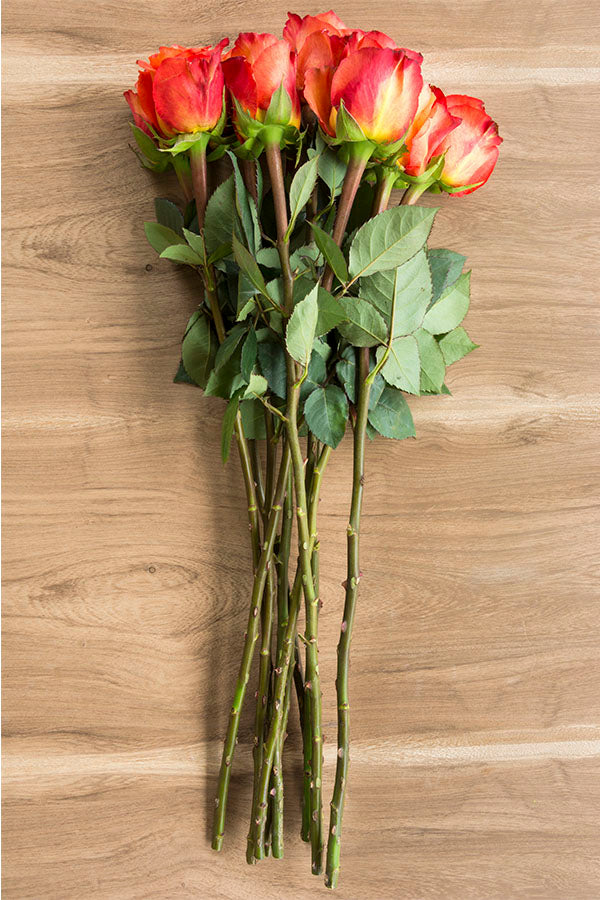 Free Spirit Orange Garden Rose