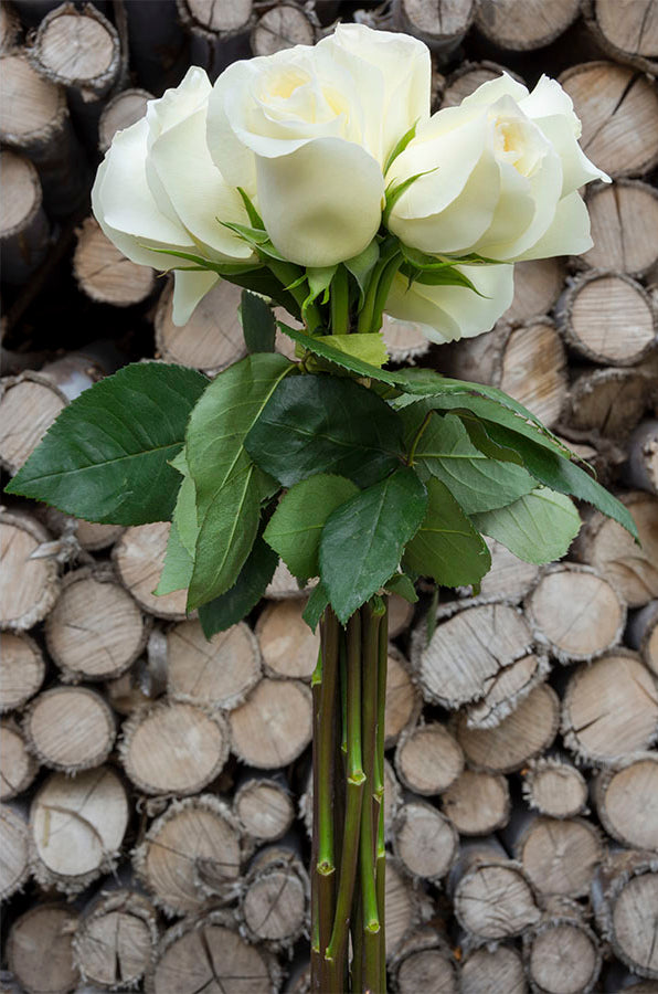 Anastasia White Rose