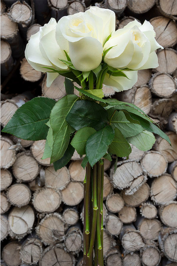 Anastasia White Rose