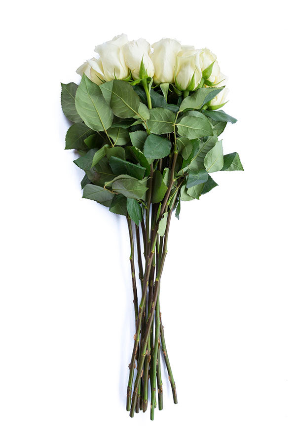 Anastasia White Rose