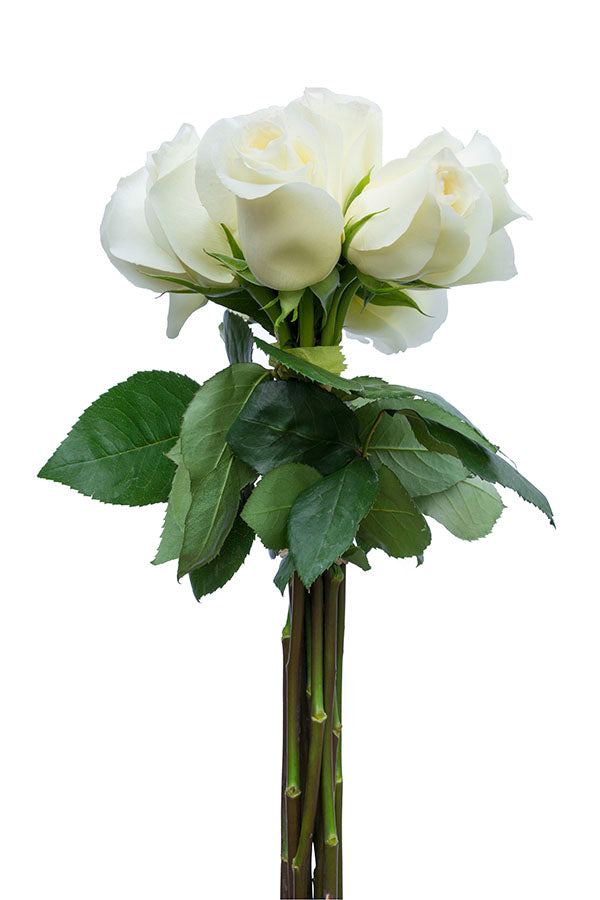 Anastasia White Rose