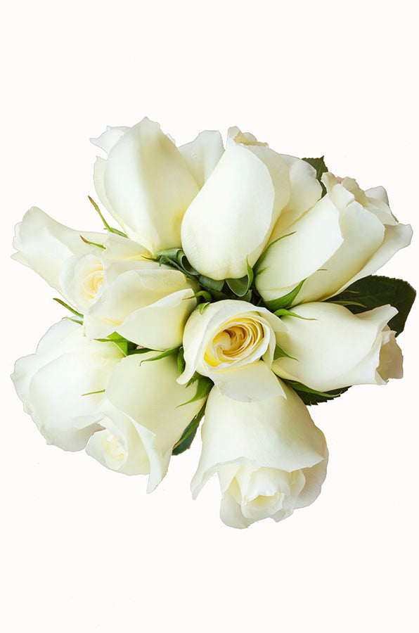 Anastasia White Rose