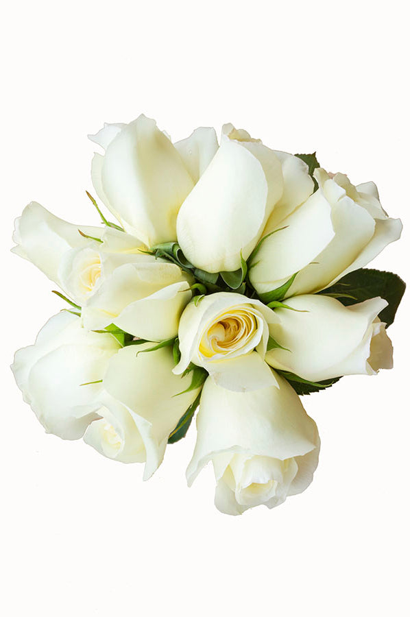 Anastasia White Rose