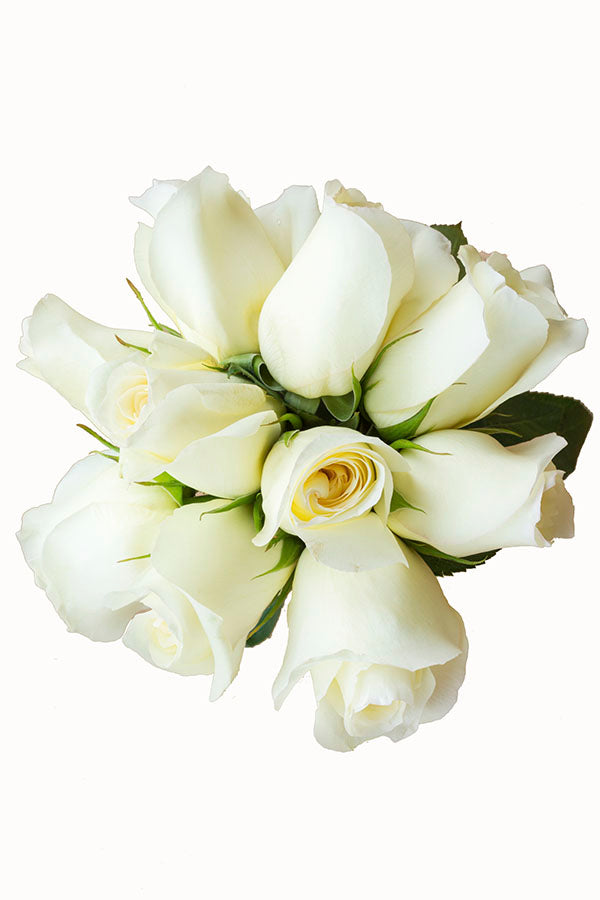 Anastasia White Rose