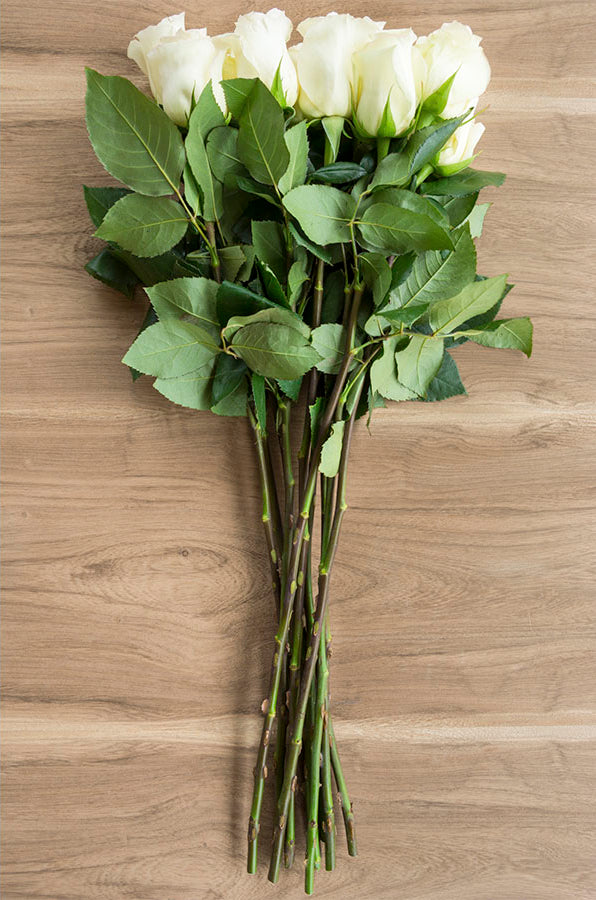 Anastasia White Rose