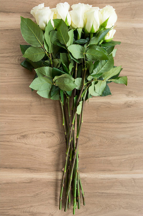Anastasia White Rose