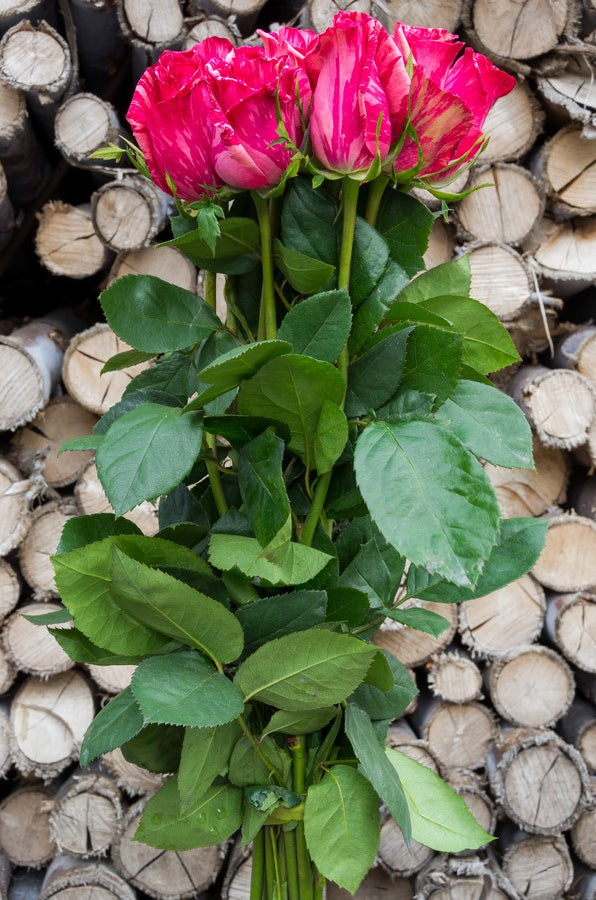 Pink Intuition Roses