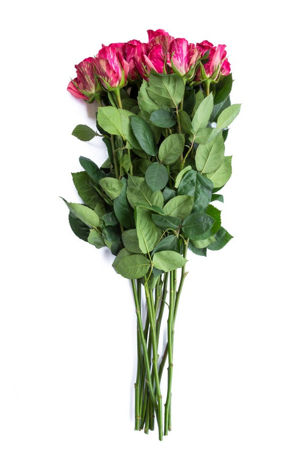 Pink Intuition Roses