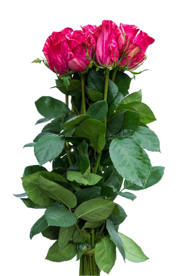 Pink Intuition Roses