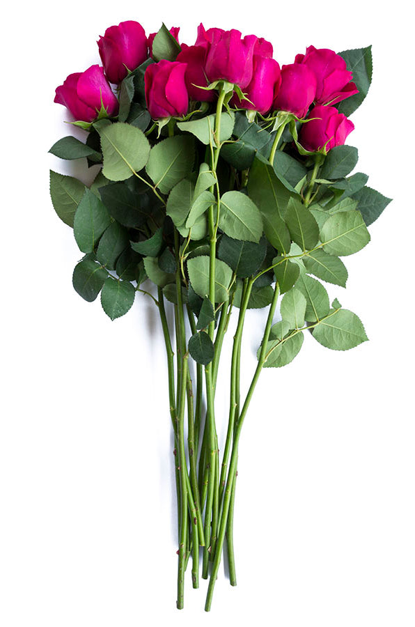 Walzertraum Garden Rose