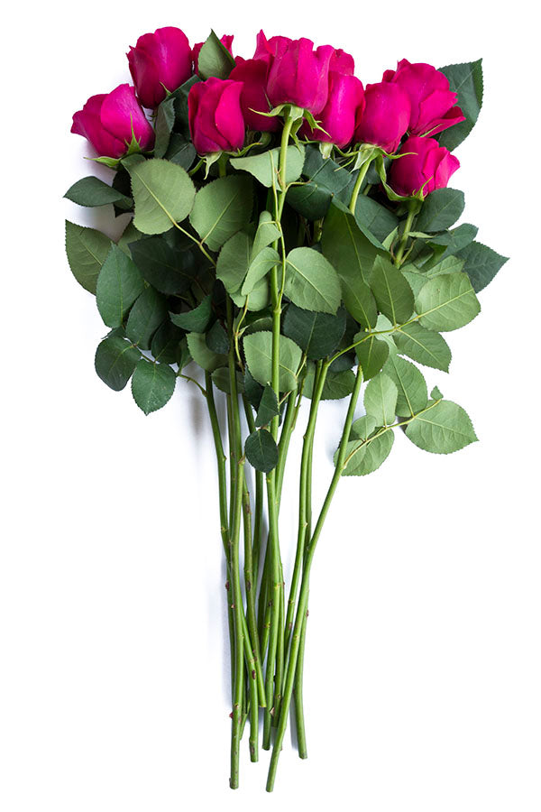 Walzertraum Garden Rose