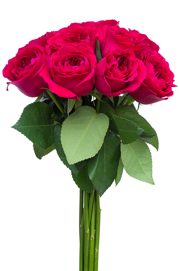 Walzertraum Garden Rose