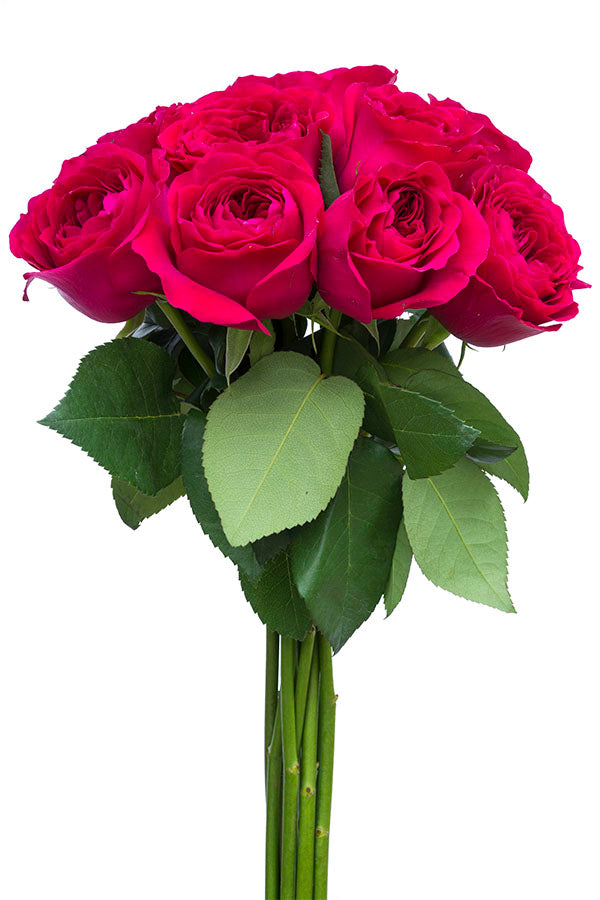 Walzertraum Garden Rose