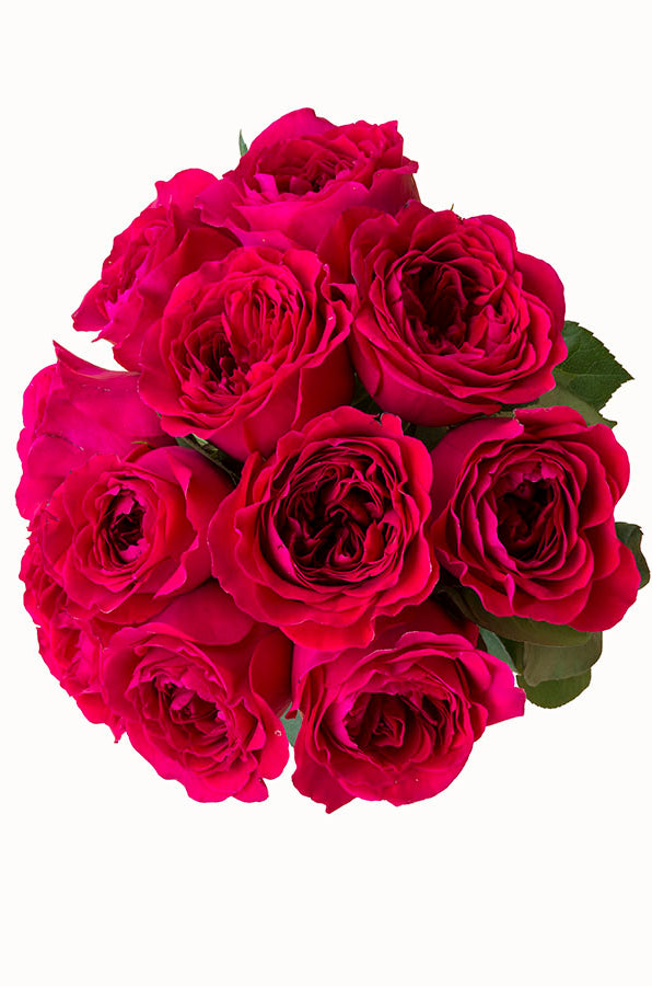 Walzertraum Garden Rose