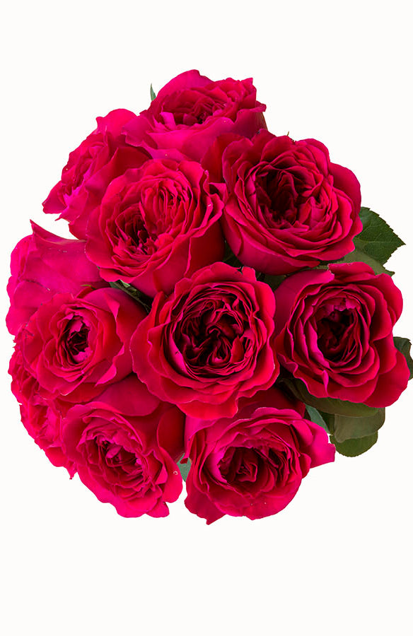 Walzertraum Garden Rose