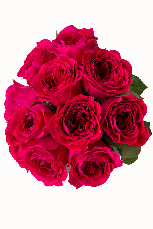ROSE☆ROSE Pink X-Pression» garden rose – BLOOMNOOK
