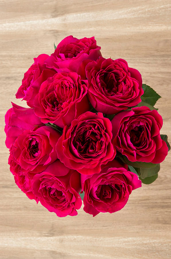 Walzertraum Garden Rose