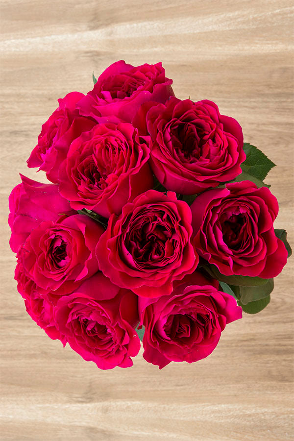Walzertraum Garden Rose