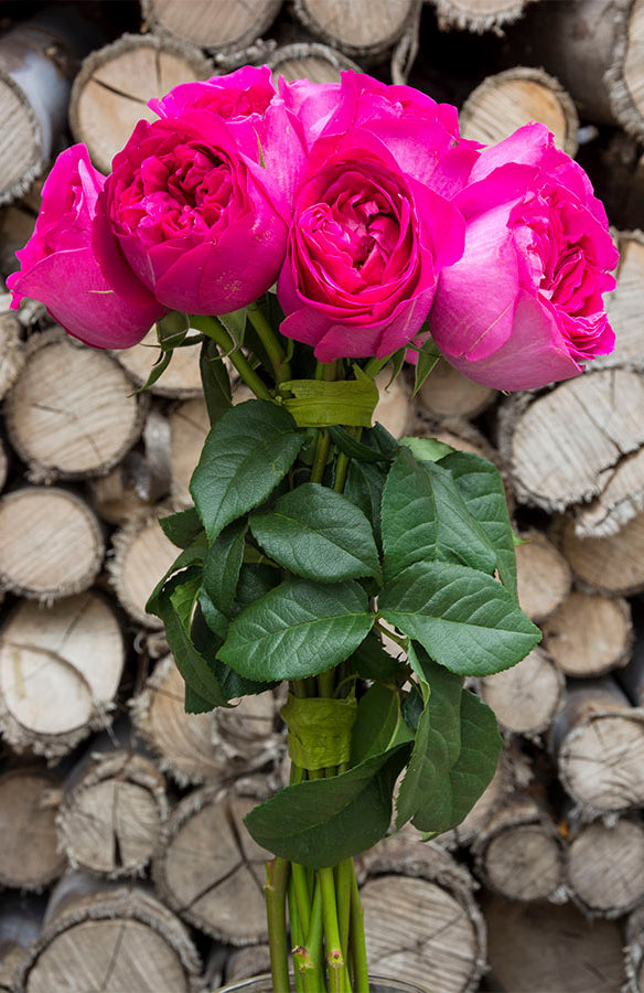Kate Hot Pink Garden Rose | David Austin
