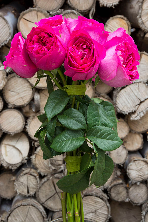 Kate Hot Pink Garden Rose | David Austin