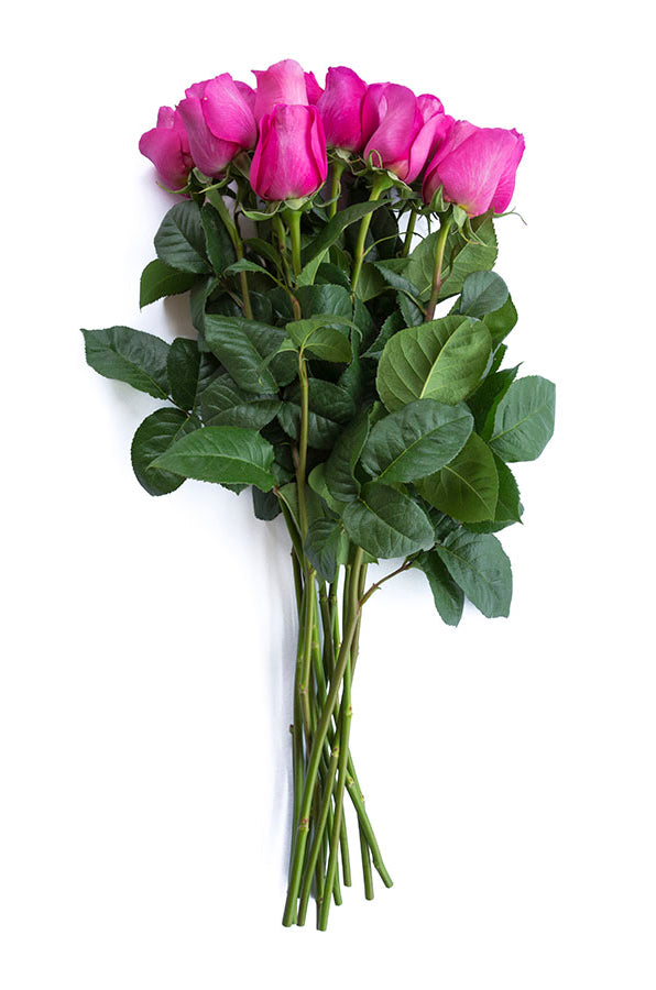 Kate Hot Pink Garden Rose | David Austin