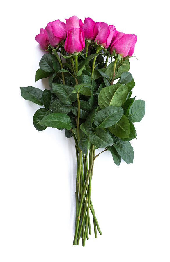 Kate Hot Pink Garden Rose | David Austin