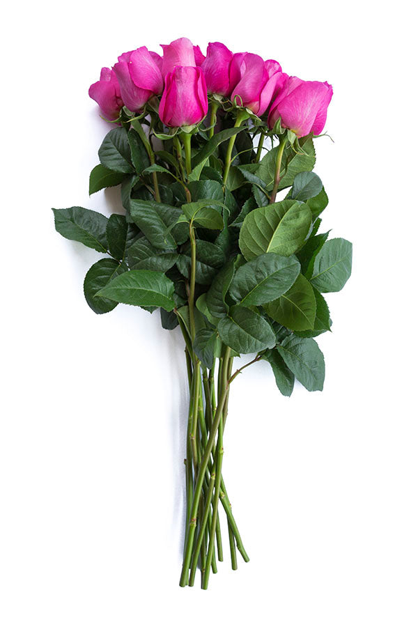 Kate Hot Pink Garden Rose | David Austin