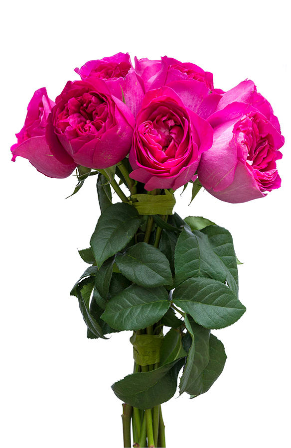 Kate Hot Pink Garden Rose | David Austin