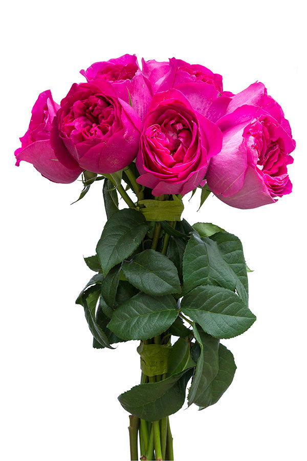 Kate Hot Pink Garden Rose | David Austin