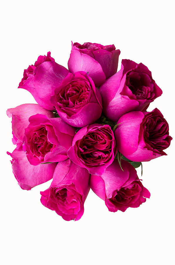Kate Hot Pink Garden Rose | David Austin