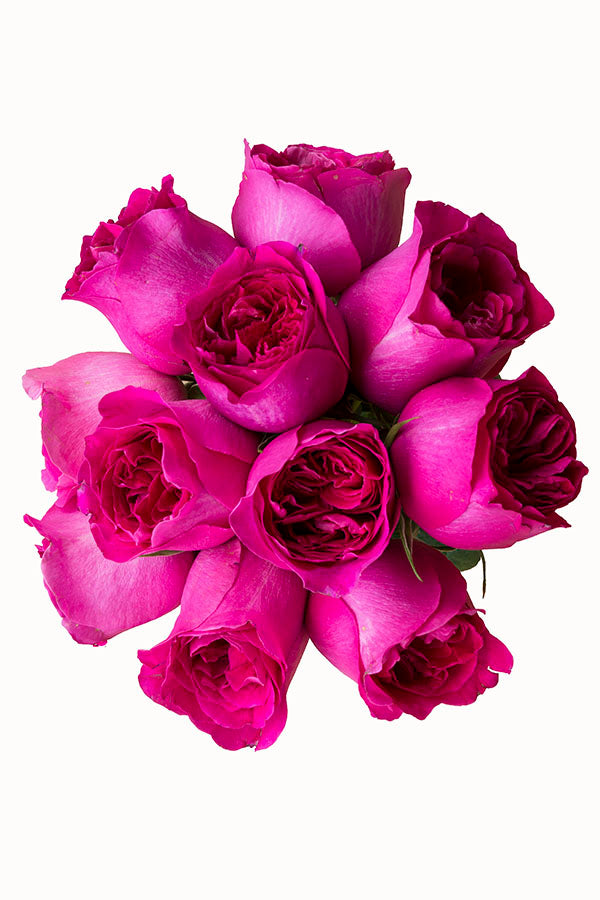 Kate Hot Pink Garden Rose | David Austin