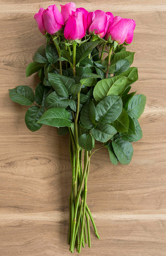 Kate Hot Pink Garden Rose | David Austin