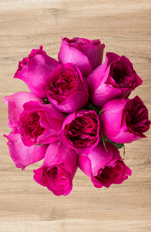 Kate Hot Pink Garden Rose | David Austin