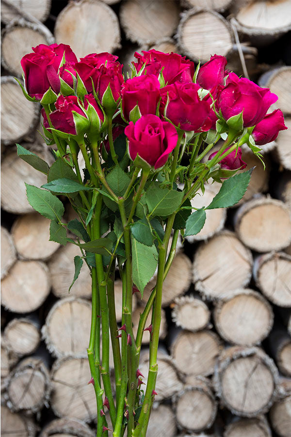 Hot Pink Spray roses