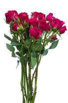 Hot Pink Spray roses